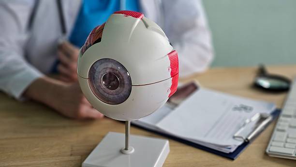 istock Model of human eye placed on table in doctor office during consultation concept 2253553614