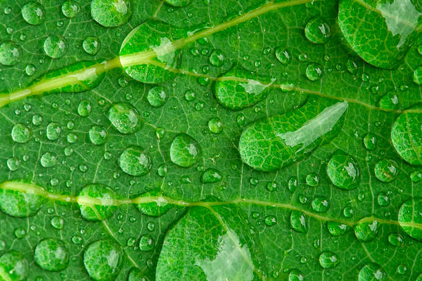istock Water droplets on the surface of a green leaf 2253556519