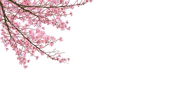 istock The branches of a cherry blossom tree are in full bloom isolated on white background. 2253556668