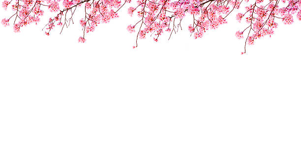 istock Cherry blossoms in full bloom in spring, on the white background. 2253556670