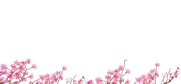 istock Cherry blossoms in full bloom in spring, on the white background. 2253556671
