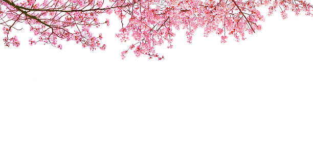 istock Cherry blossom tree are in full bloom isolated on white background. 2253556812