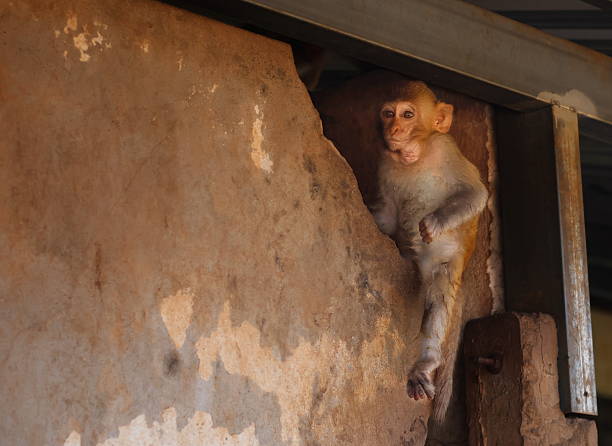 A baby macaque emerges from a wall.