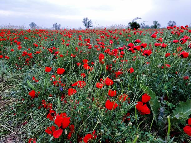 Beautiful red poppies in the field