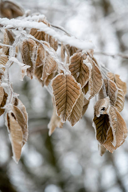 Frosted brown beech tree leaves in the winter season.