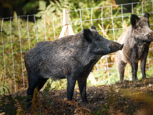istock European wild boar (Sus scrofa scrofa) running in forest habitat 2253560088