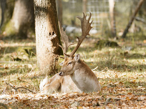 istock European fallow deer (Dama dama) male in forest habitat 2253560162