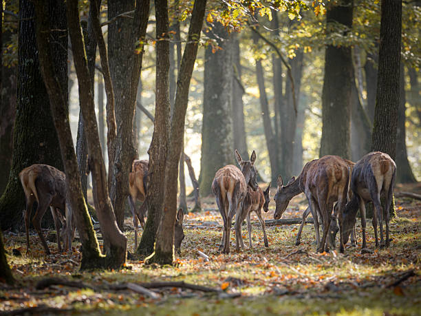 istock Red deer (Cervus elaphus) and hinds in forest habitat 2253560285