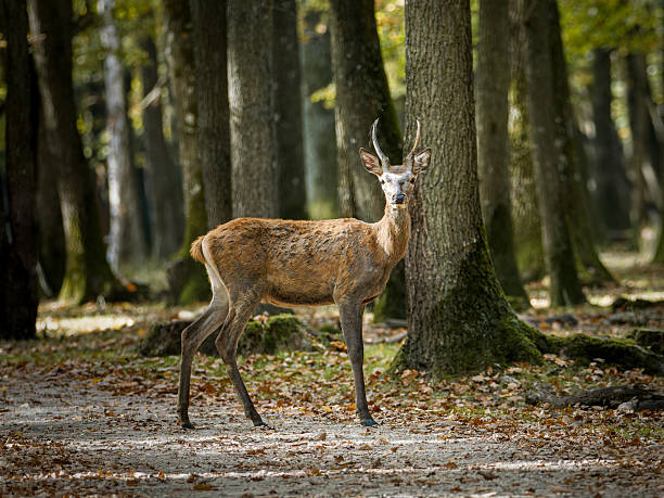 istock Red deer (Cervus elaphus) and hinds in forest habitat 2253560318