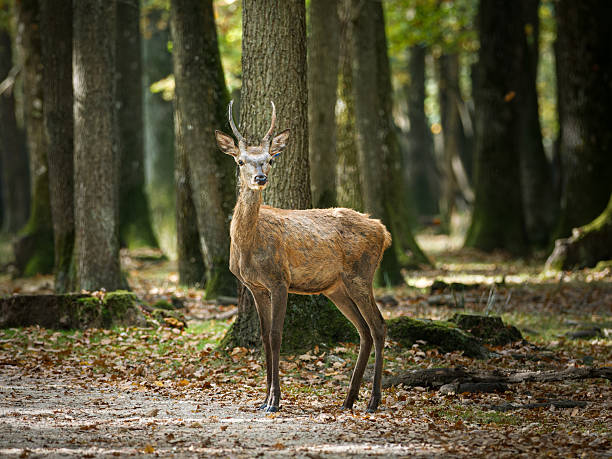 istock Red deer (Cervus elaphus) and hinds in forest habitat 2253560334