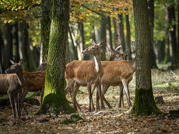 istock Red deer (Cervus elaphus) and hinds in forest habitat 2253560344