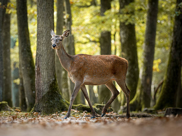 istock Red deer (Cervus elaphus) and hinds in forest habitat 2253560402