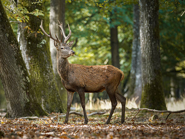 istock Red deer (Cervus elaphus) and hinds in forest habitat 2253560957