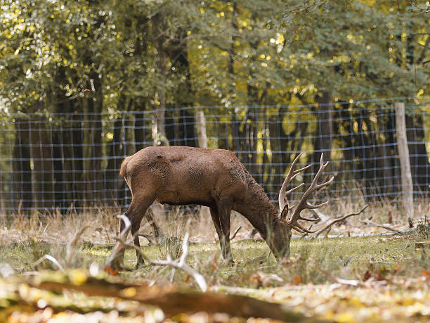 Red deer (Cervus elaphus), including an adult male with antlers and several hinds, photographed in a forest environment in France, illustrating natural behavior and European woodland wildlife.