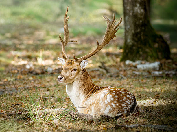 istock European fallow deer (Dama dama) male in forest habitat 2253561829
