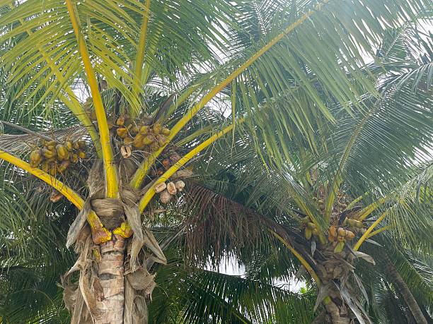 istock Green palms in tropical forest 2253561861