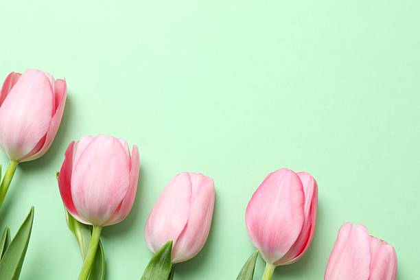 istock Beautiful fresh tulips on color background 2253562024
