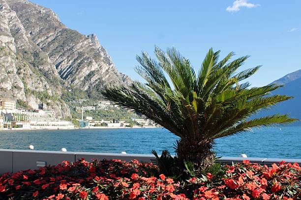 A palm tree on the lakeshore in Limone sul Garda