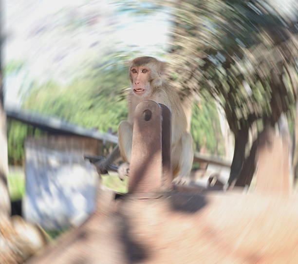 Long-tailed macaque sitting on a concrete chair in the forest.