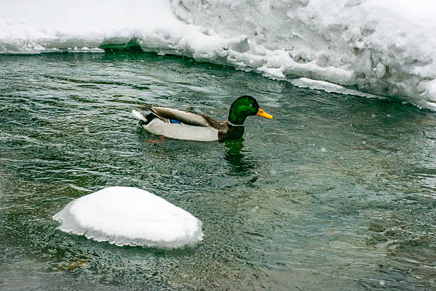 istock A duck in a winter landscape 2253564251