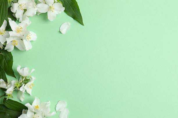 istock Beautiful white jasmine flowers, closeup 2253565754
