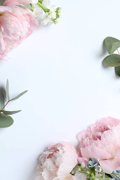 istock Top view of beautiful pink peonies, space for text 2253566243