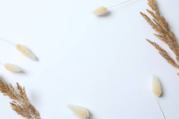 istock Dry flowers on white background 2253566264