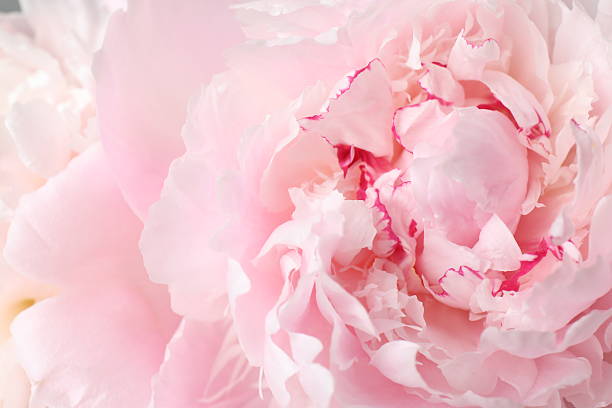 istock Macro view of pink peony flower 2253566269