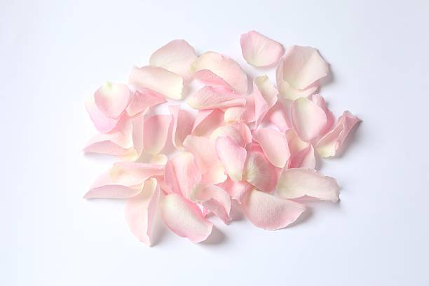 istock Pink rose petals on white background 2253567161