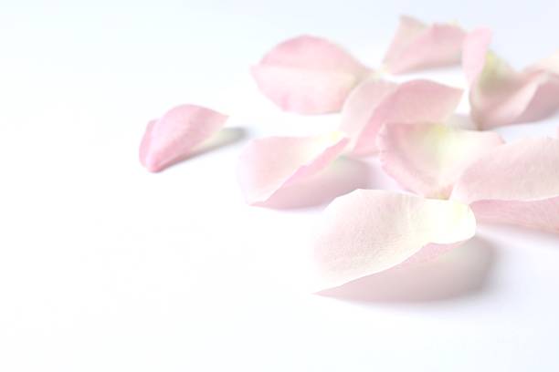 Abstract background of pink rose petals macro close up selective focus.