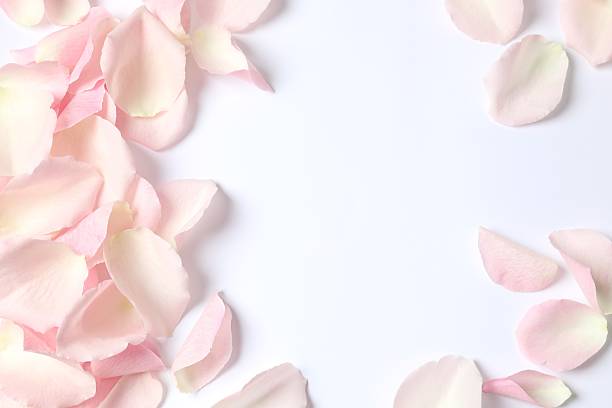 istock Pink rose petals on white background 2253567451