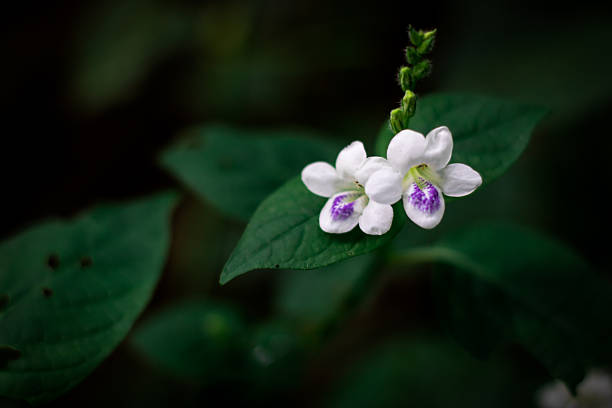 beautiful and captivating Chinese violets