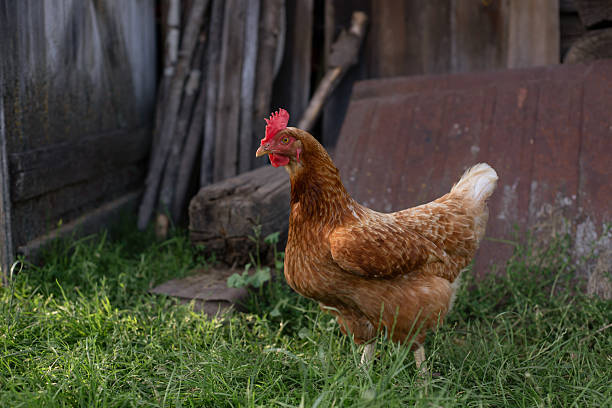 istock Free Range Hens Roaming in a Lush Backyard on Eco-Friendly Poultry Farm 2253568629