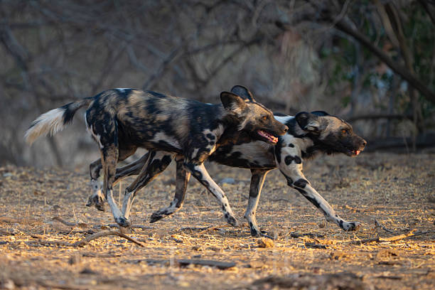istock Two African wild dogs run past bushes 2253569117