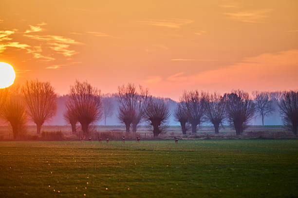 sunrise in a field with roe der and willow trees