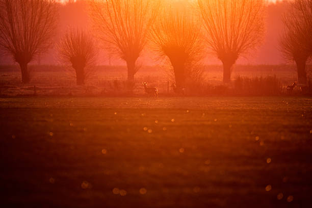 sunrise over willow trees with silhouette of a roe deer on a winter morning