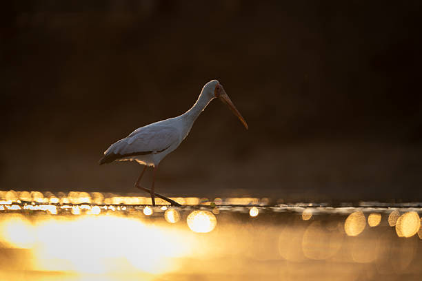 istock Yellow-billed stork crosses pool backlit at sunset 2253569310