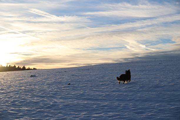 A small dog runs across a snow-covered field with a beautiful sunset sky in the background, featuring warm hues and high clouds. in Kempten