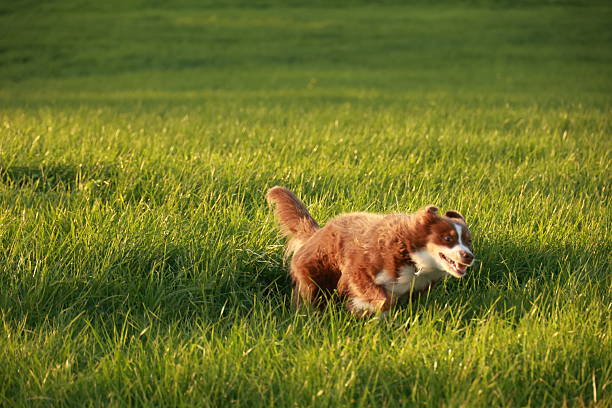Brown dog is running through a field of grass. The dog is small and he is enjoying itself. The grass is lush and green, and the sun is shining brightly, creating a warm and inviting atmosphere. .
