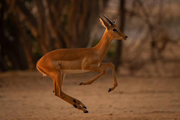 istock Young male impala crosses clearing lifting forelegs 2253569755