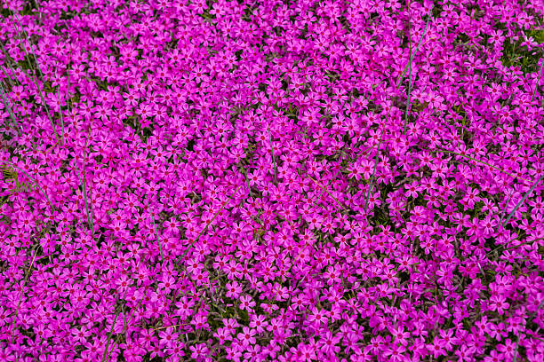 istock Beautiful meadow with pink flowers, close up 2253570334