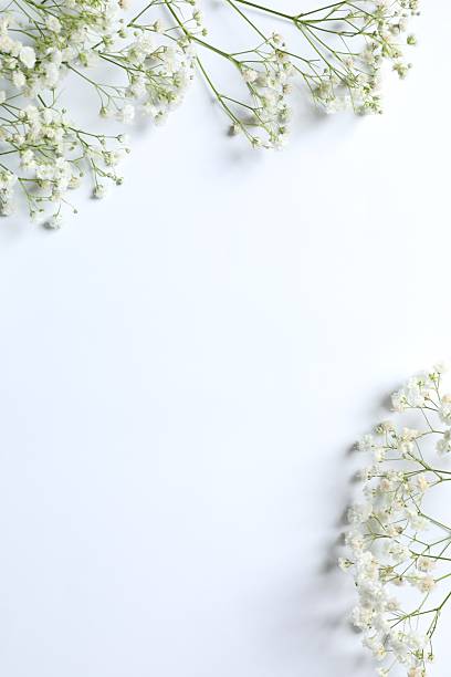 istock Top view photo with gypsophila flowers on white background with empty space 2253570382