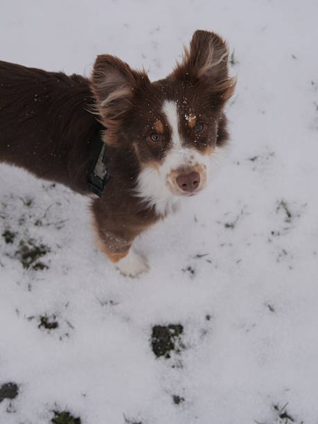 istock Brown and white dog is standing in the snow 2253570937