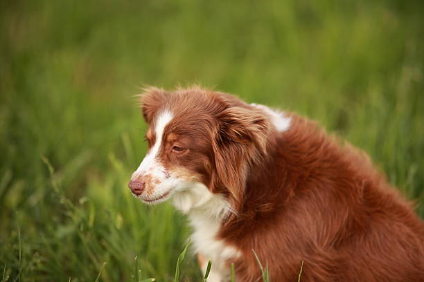 istock Brown and white dog is sitting in the grass 2253571226