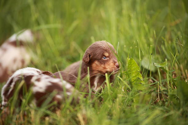 Brown and white puppy is laying in the grass. The puppy is surrounded by other puppies, and they are all looking at the camera