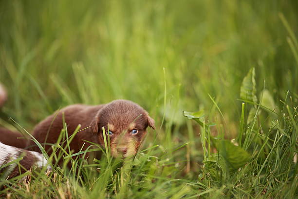 Small brown dog is hiding in the grass. The dog is looking at the camera with a curious expression