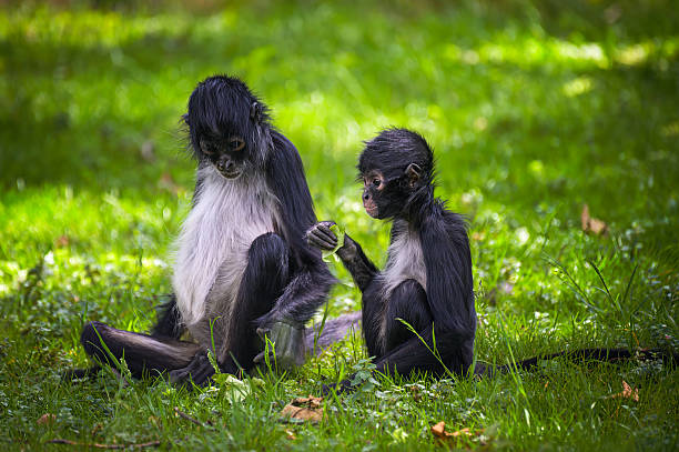 Adult Geoffroy's spider monkey sitting on grass with its baby, holding a leaf.