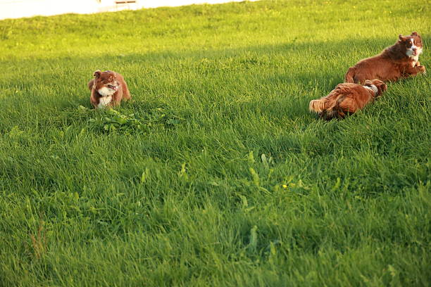 Three dogs are playing in a grassy field. One of the dogs is eating grass. The other two dogs are running around and playing. .