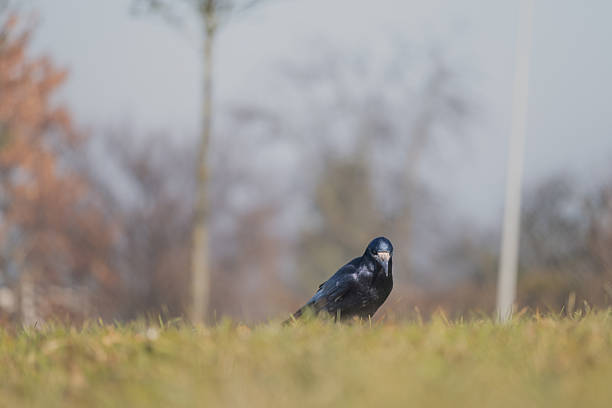 A black bird standing on green grass in an urban park with soft blurred background. This image is suitable for city wildlife concepts, urban nature themes, minimal animal photography, environmental content, calm outdoor scenes, and nature backgrounds with space for text or design use.