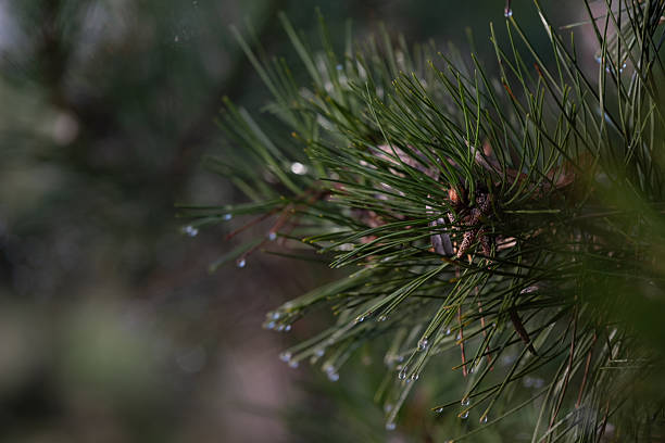 Pine needles with small rain drops on an evergreen branch photographed in natural forest light. This image is suitable for nature backgrounds, environmental design, seasonal concepts, wellness and calm visuals, forestry topics, botanical details, and content related to clean natural environments.